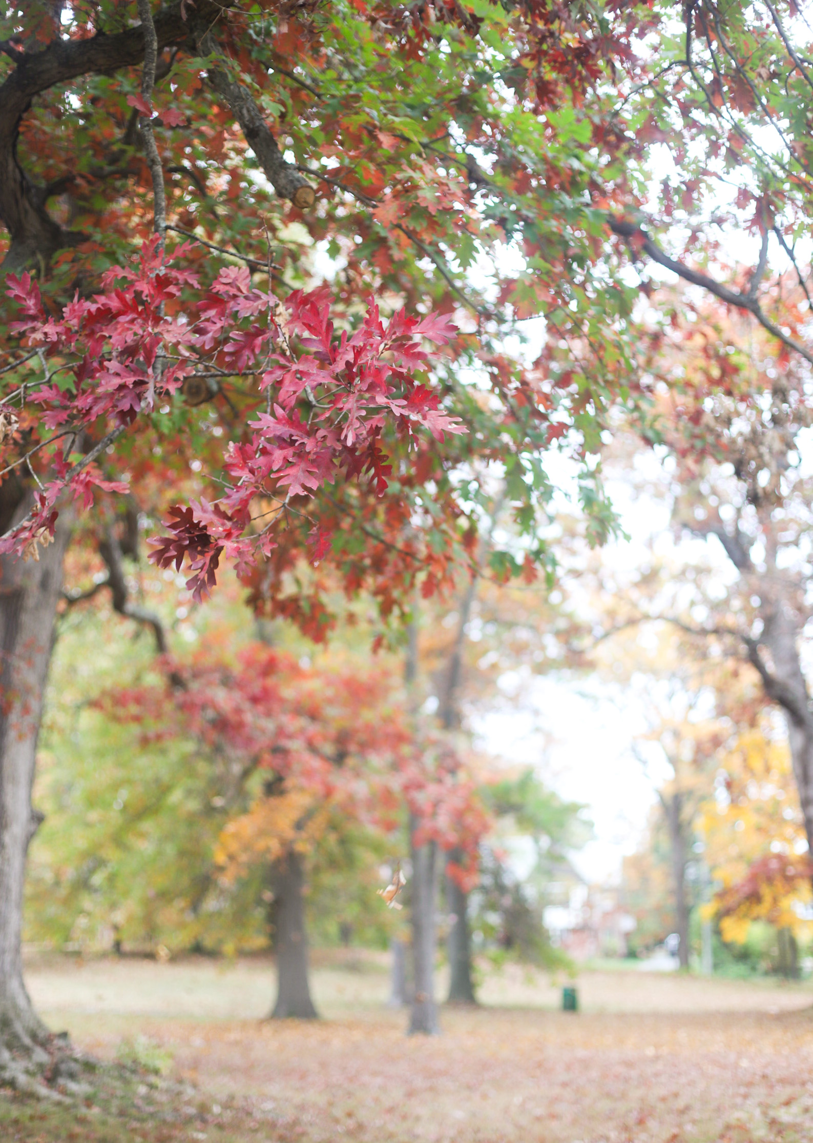 Exploring Elizabeth Rose Garden to see the Dahlias in the Fall in Hartford Connecticut | @glitterinclexi | GLITTERINC.COM