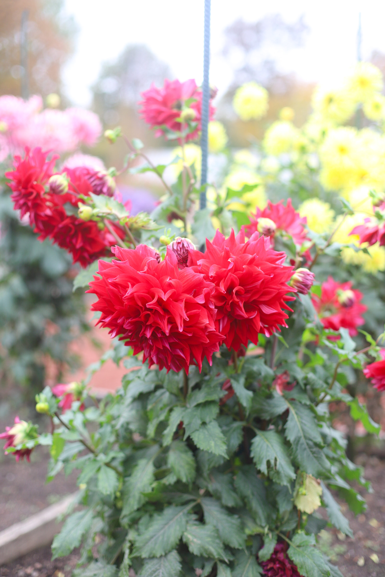 Exploring Elizabeth Rose Garden to see the Dahlias in the Fall in Hartford Connecticut | @glitterinclexi | GLITTERINC.COM