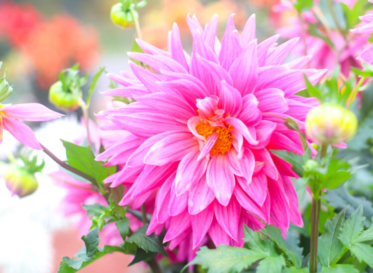 Exploring Elizabeth Rose Garden to see the Dahlias in the Fall in Hartford Connecticut | @glitterinclexi | GLITTERINC.COM