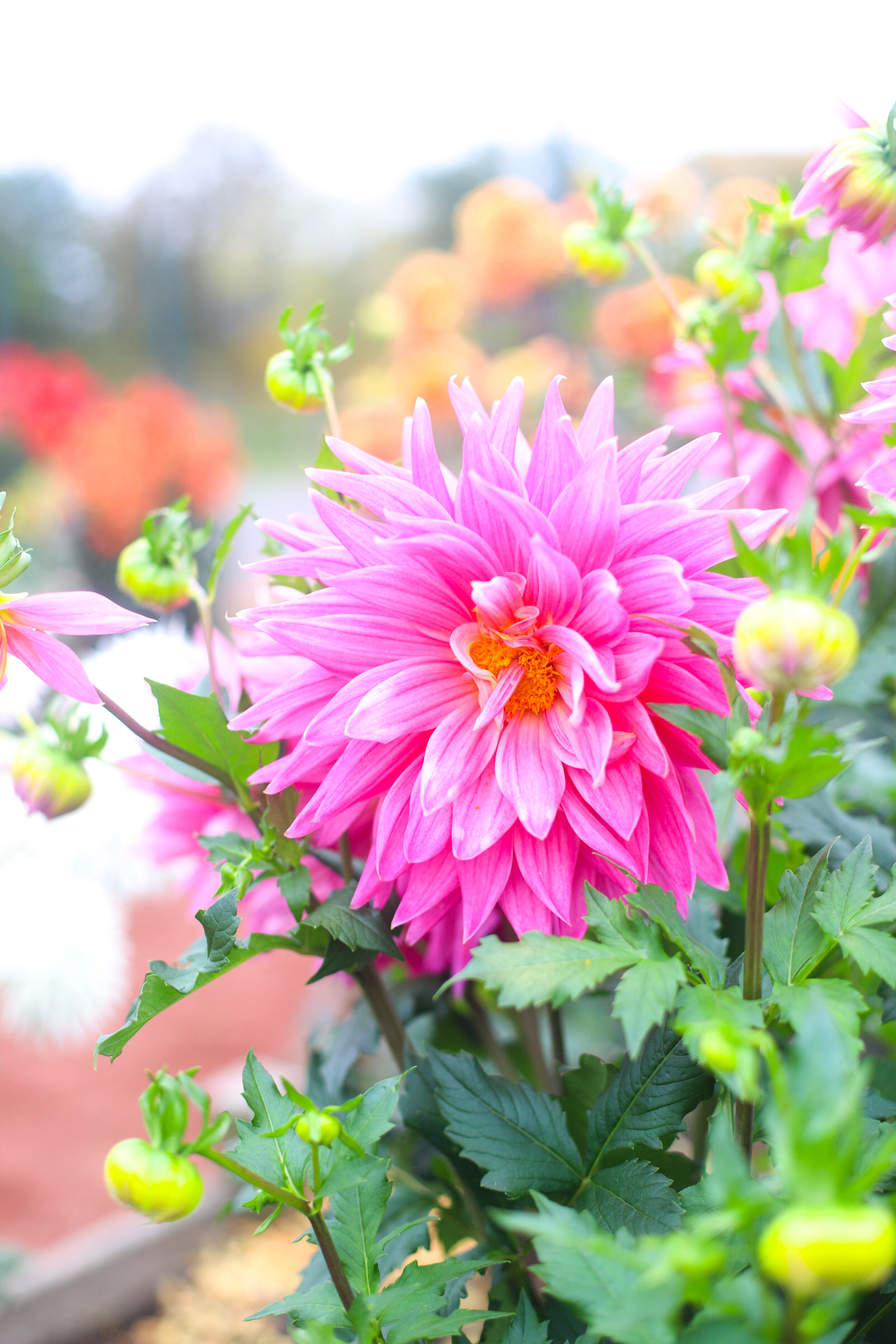 Exploring Elizabeth Rose Garden to see the Dahlias in the Fall in Hartford Connecticut | @glitterinclexi | GLITTERINC.COM