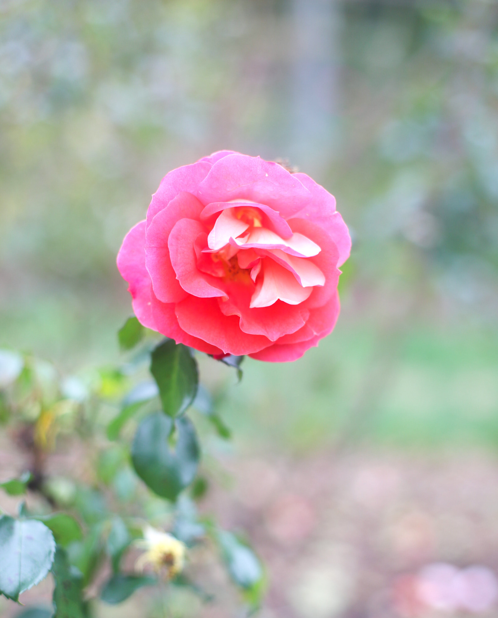 Exploring Elizabeth Rose Garden to see the Dahlias in the Fall in Hartford Connecticut | @glitterinclexi | GLITTERINC.COM