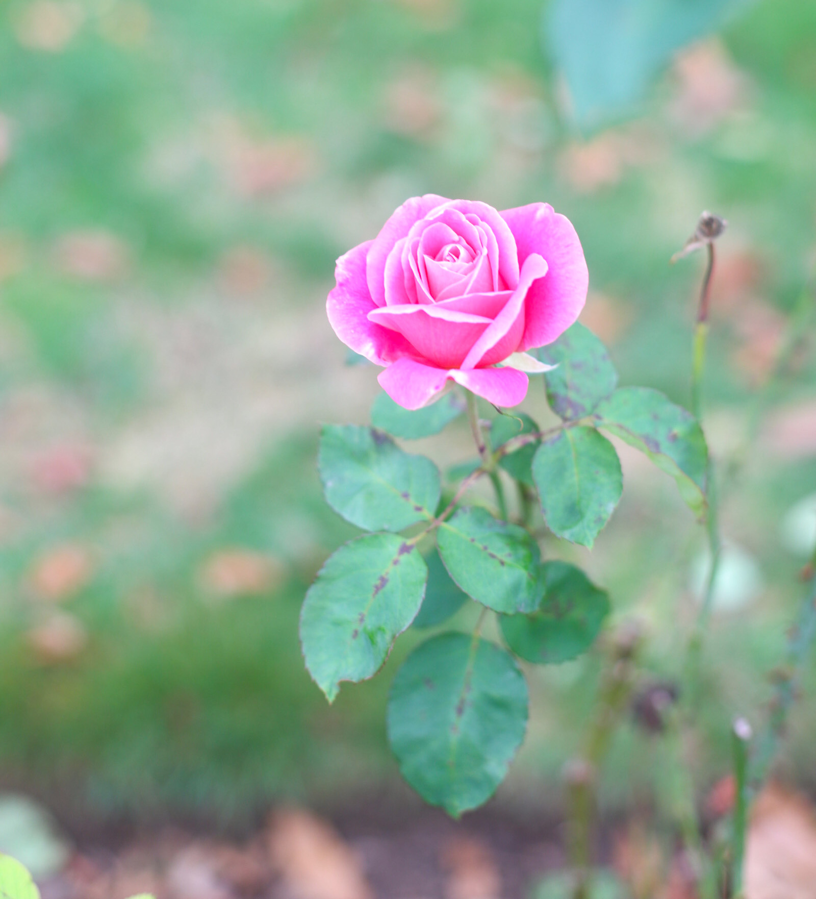 Exploring Elizabeth Rose Garden to see the Dahlias in the Fall in Hartford Connecticut | @glitterinclexi | GLITTERINC.COM