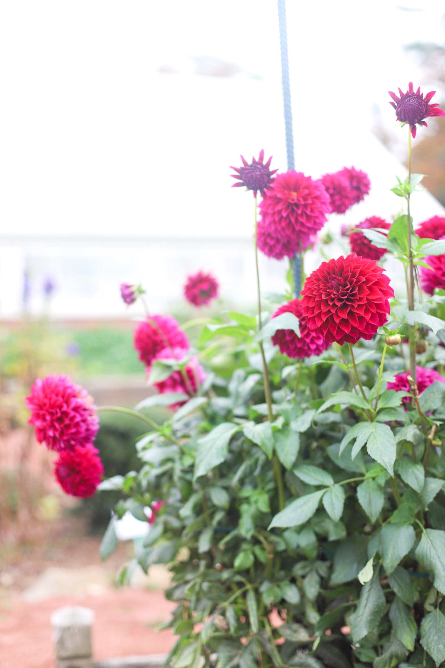 Exploring Elizabeth Rose Garden to see the Dahlias in the Fall in Hartford Connecticut | @glitterinclexi | GLITTERINC.COM