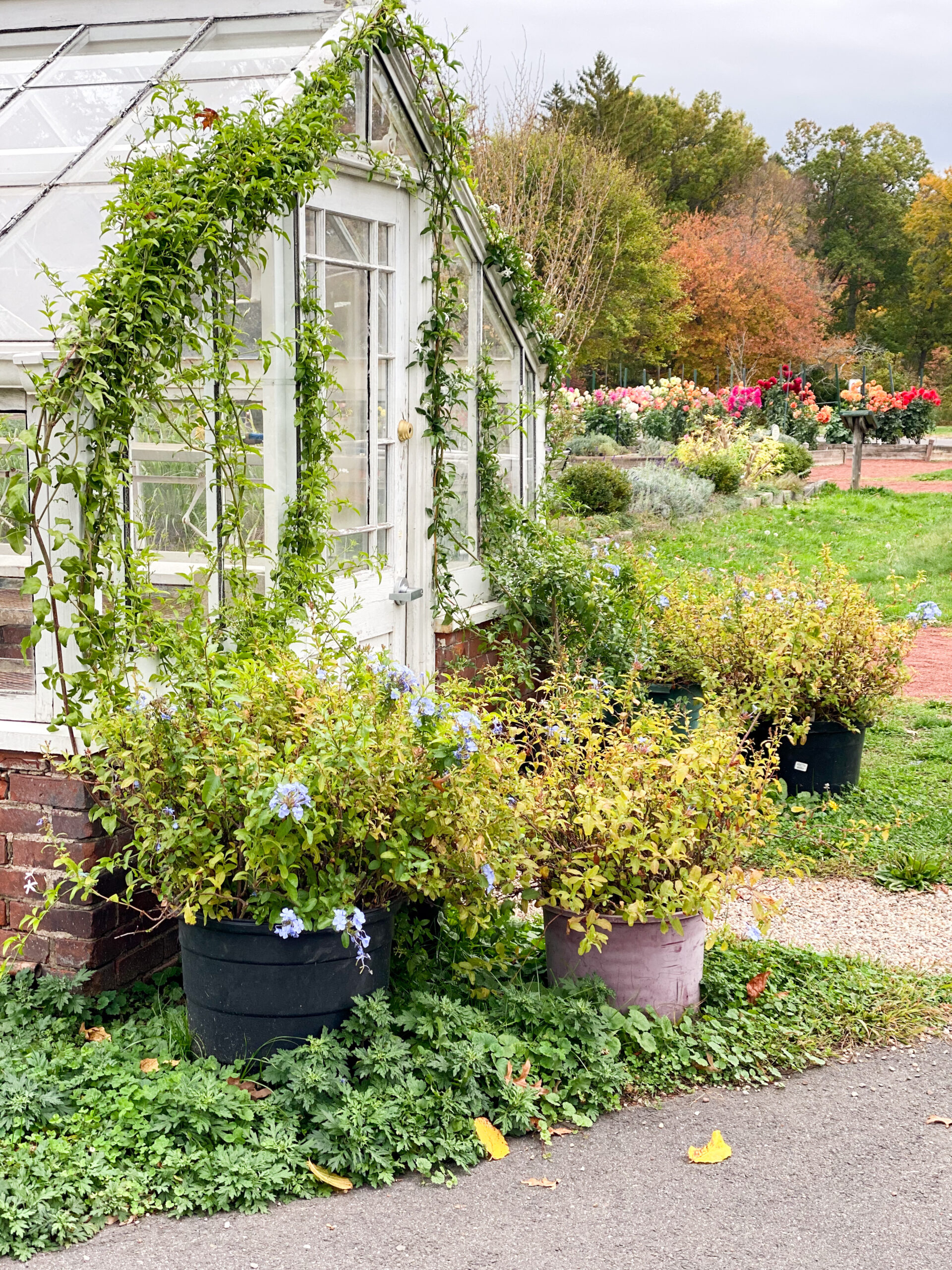 Exploring Elizabeth Rose Garden to see the Dahlias in the Fall in Hartford Connecticut | @glitterinclexi | GLITTERINC.COM