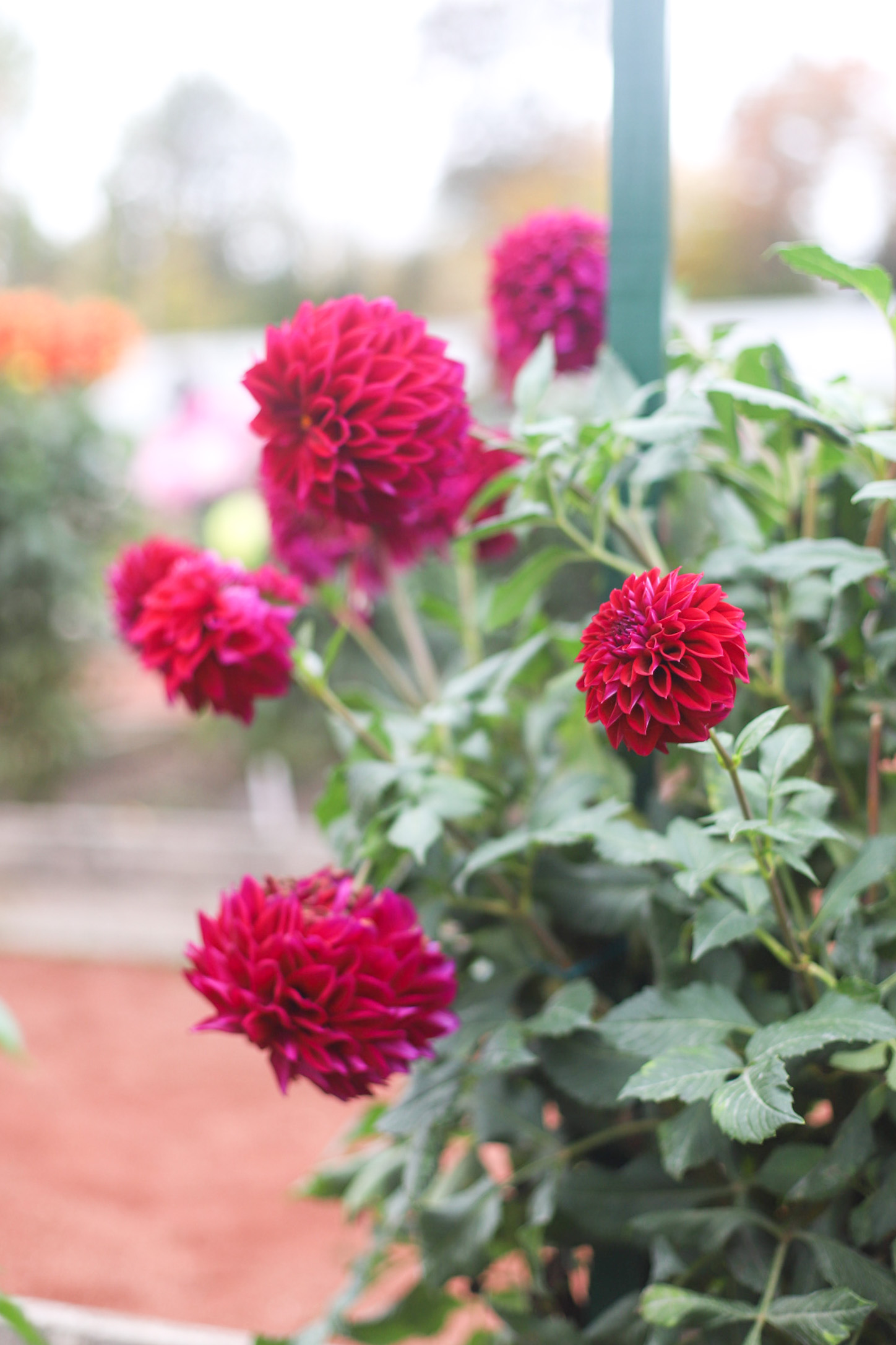 Exploring Elizabeth Rose Garden to see the Dahlias in the Fall in Hartford Connecticut | @glitterinclexi | GLITTERINC.COM