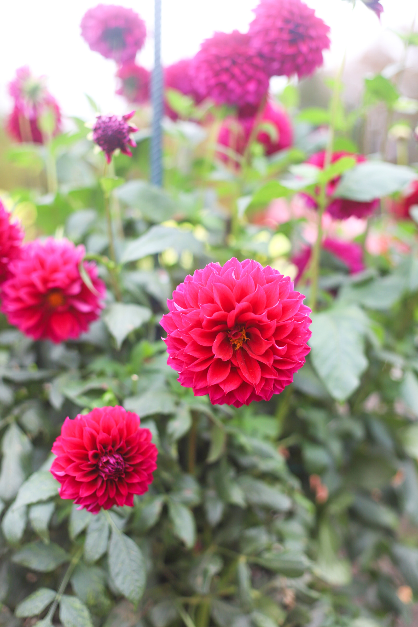 Exploring Elizabeth Rose Garden to see the Dahlias in the Fall in Hartford Connecticut | @glitterinclexi | GLITTERINC.COM