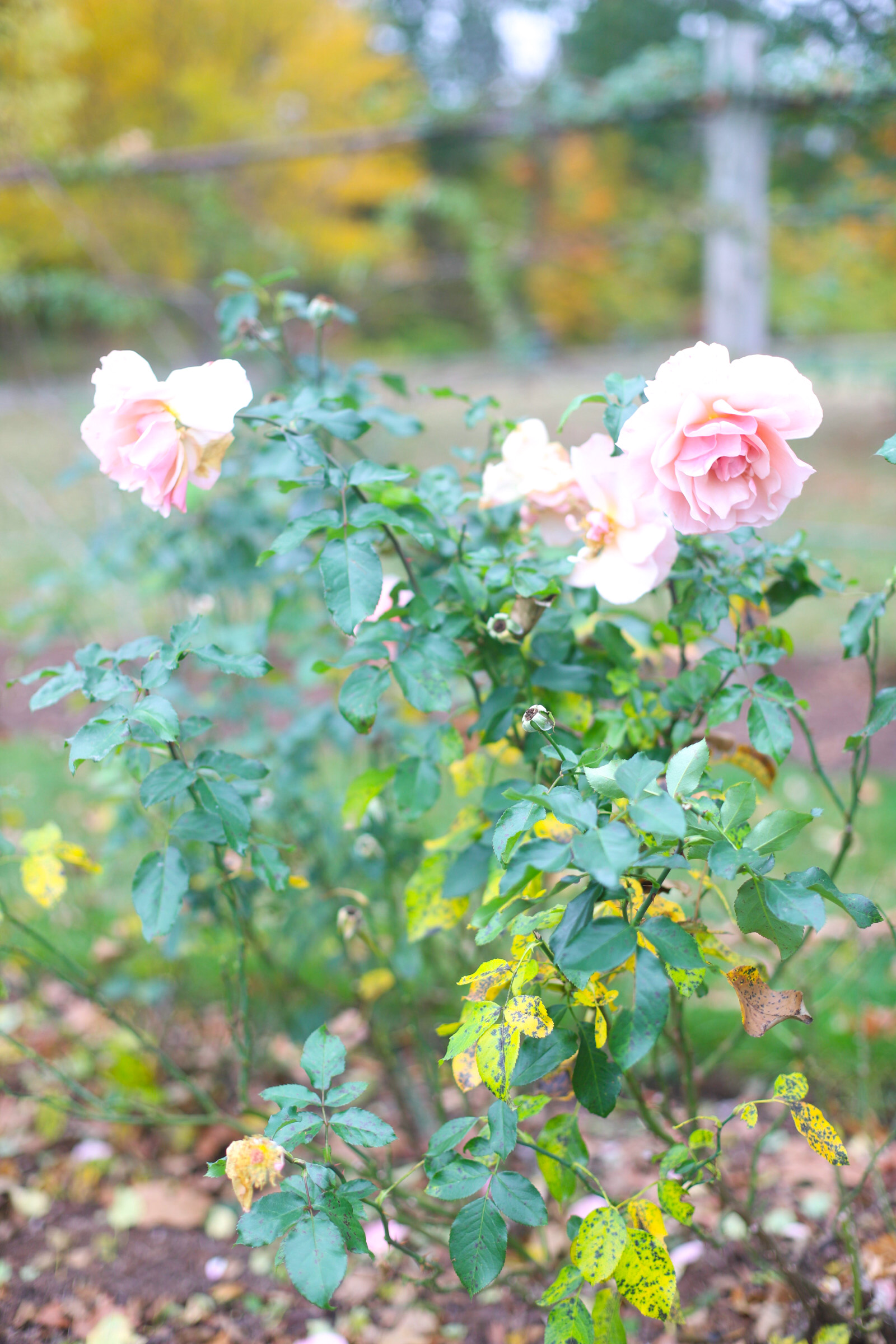 Exploring Elizabeth Rose Garden to see the Dahlias in the Fall in Hartford Connecticut | @glitterinclexi | GLITTERINC.COM