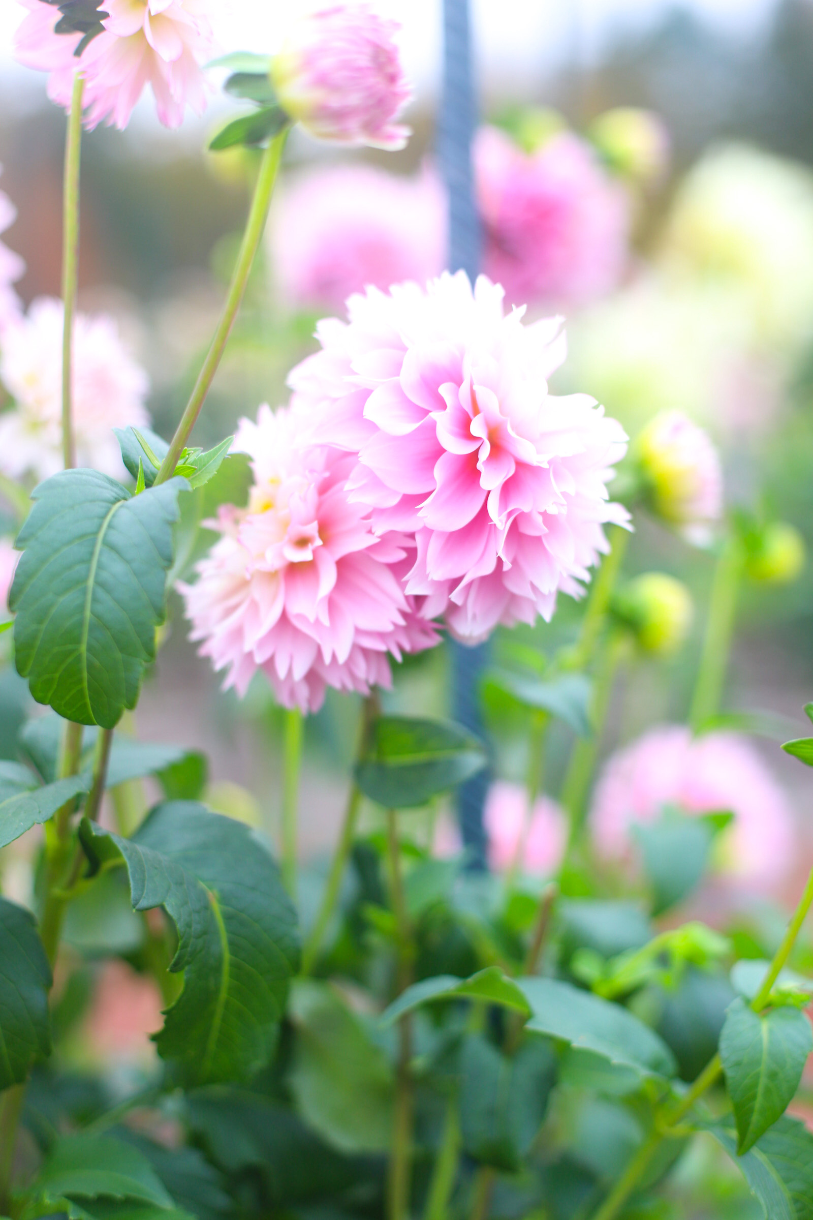 Exploring Elizabeth Rose Garden to see the Dahlias in the Fall in Hartford Connecticut | @glitterinclexi | GLITTERINC.COM