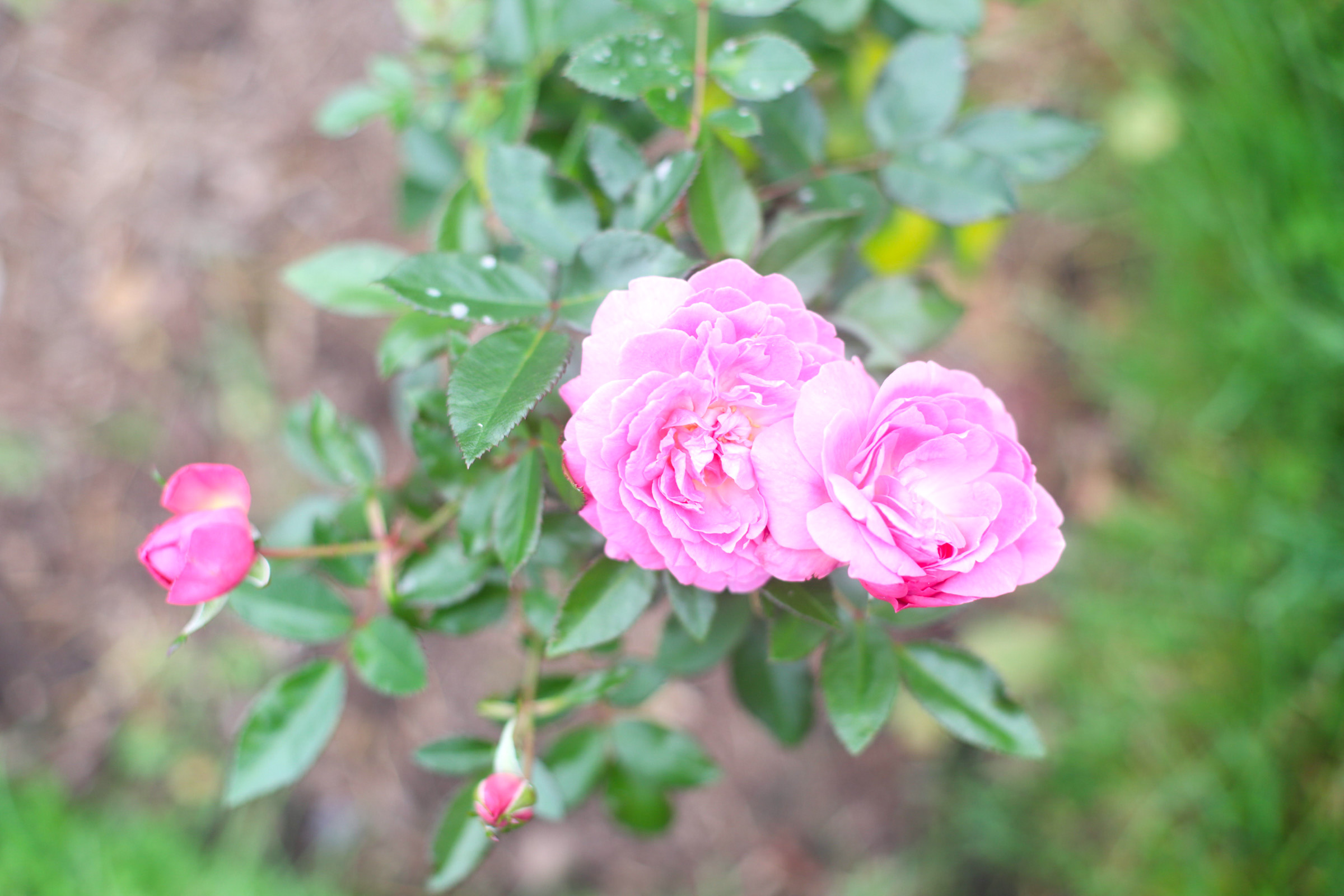 Exploring Elizabeth Rose Garden to see the Dahlias in the Fall in Hartford Connecticut | @glitterinclexi | GLITTERINC.COM