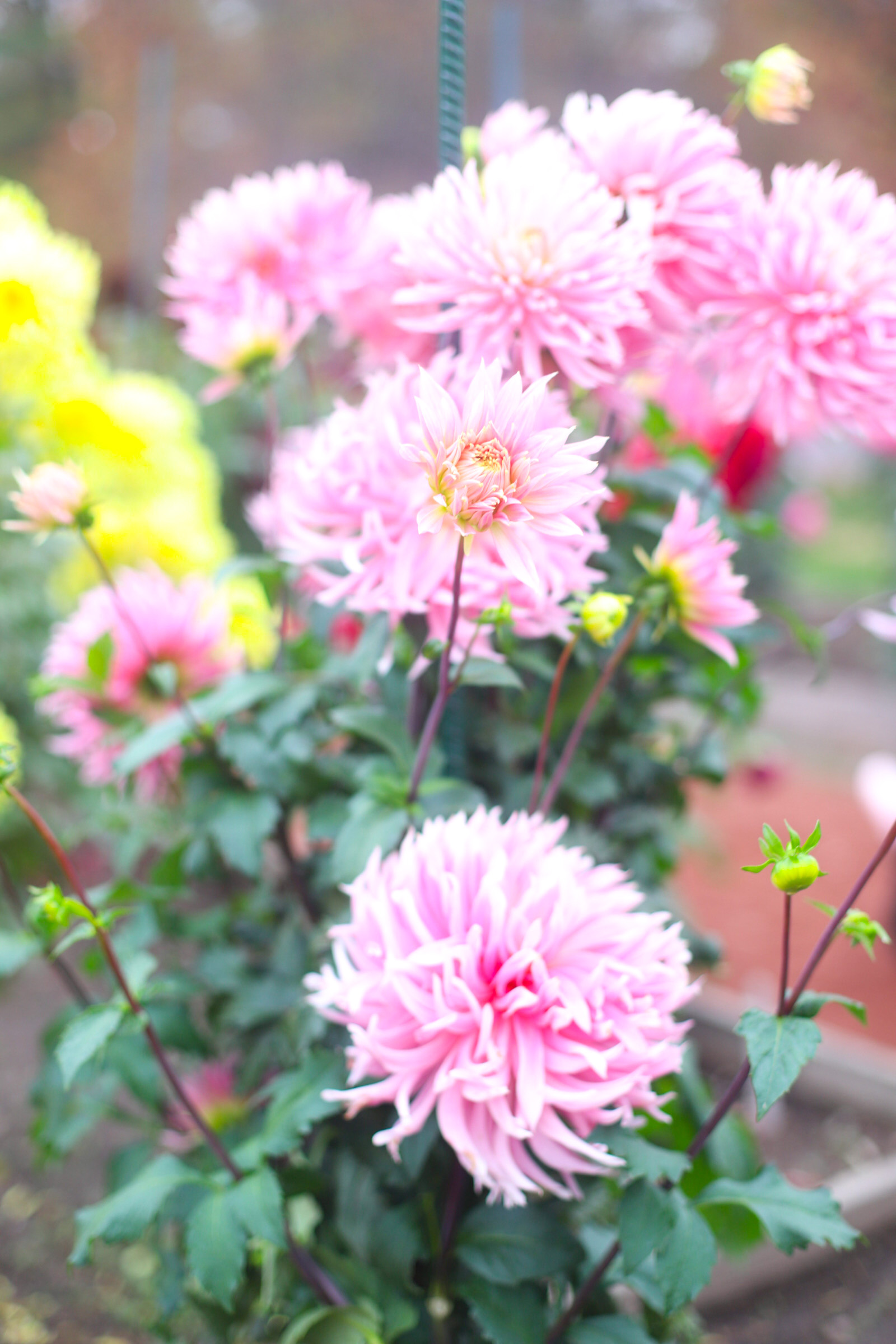 Exploring Elizabeth Rose Garden to see the Dahlias in the Fall in Hartford Connecticut | @glitterinclexi | GLITTERINC.COM