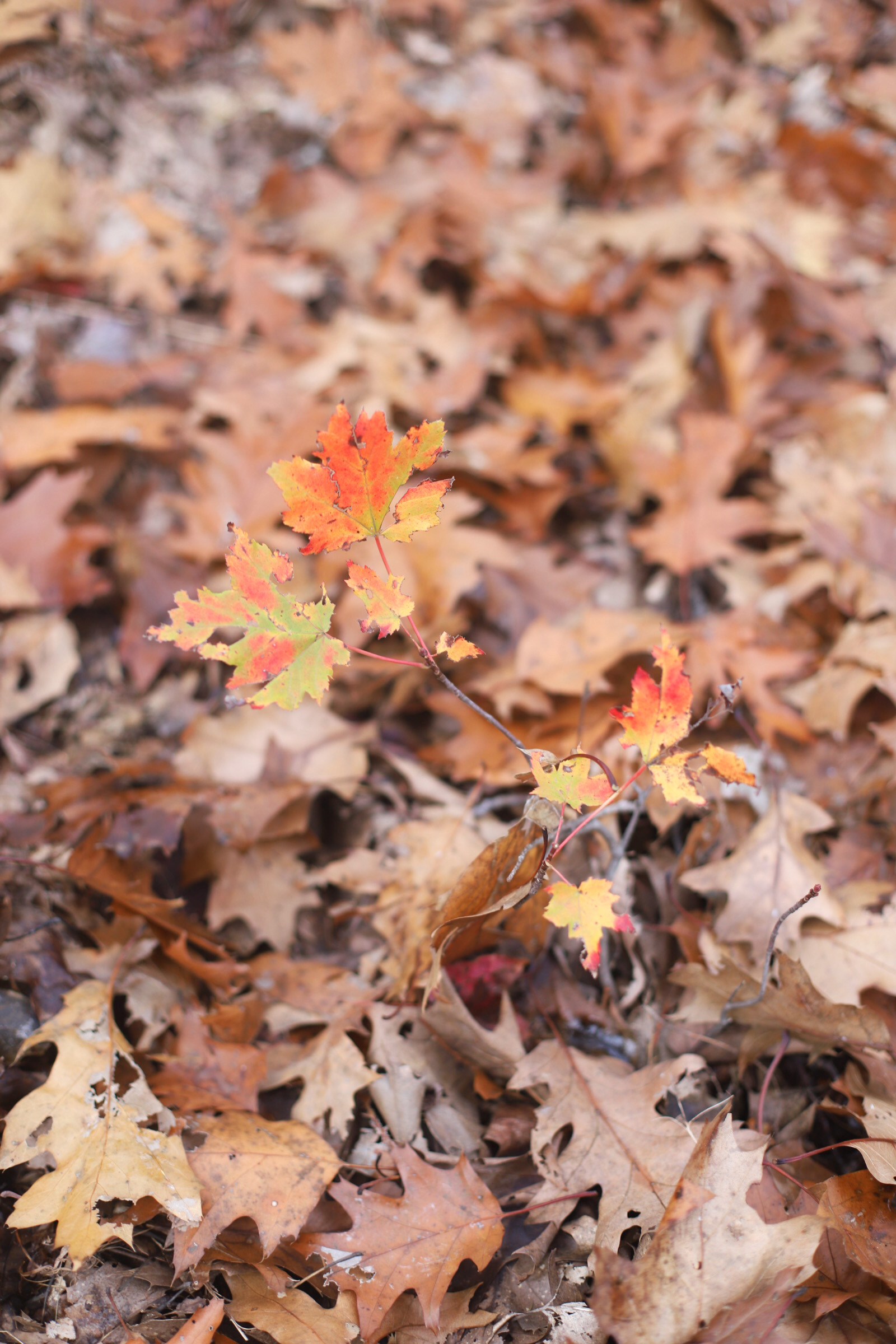 autumn leaves