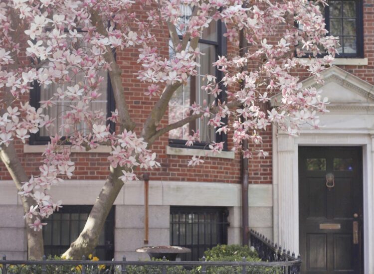Cherry Blossoms in Boston - Back Bay - GLITTERINC.COM