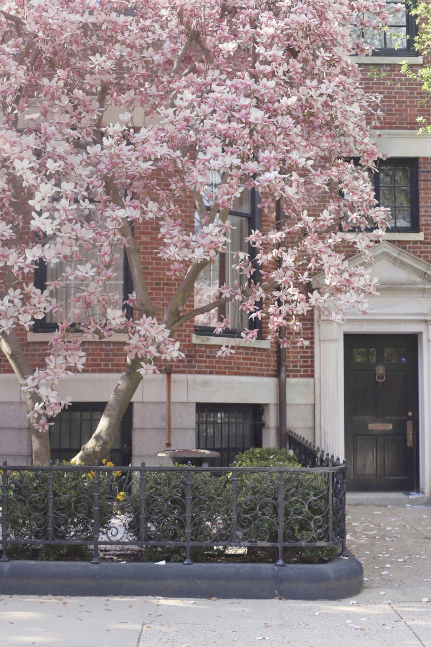 Getaway to Maine and Cherry Blossoms in a front yard