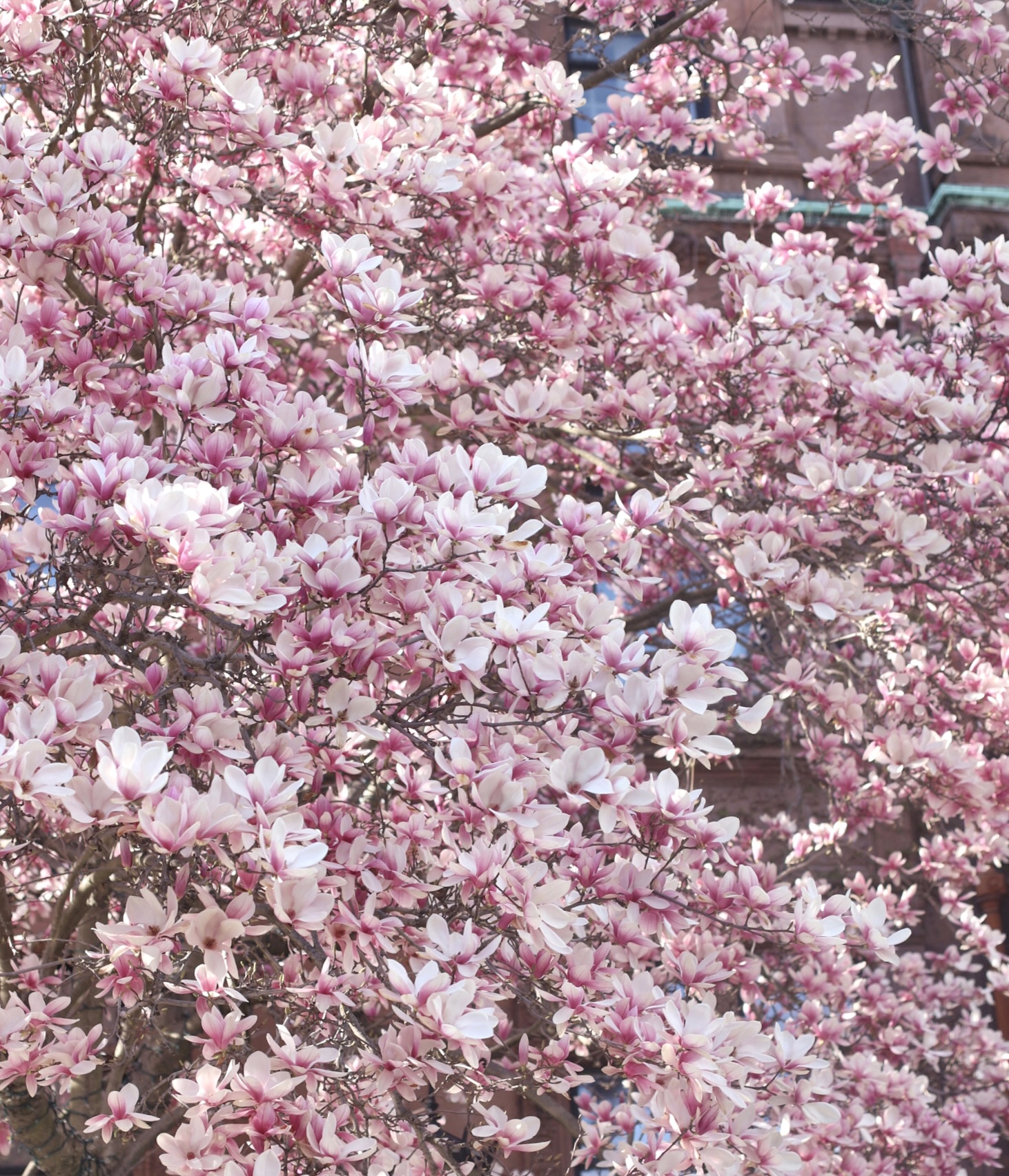 Cherry Blossoms in Boston and planning a Getaway to Maine