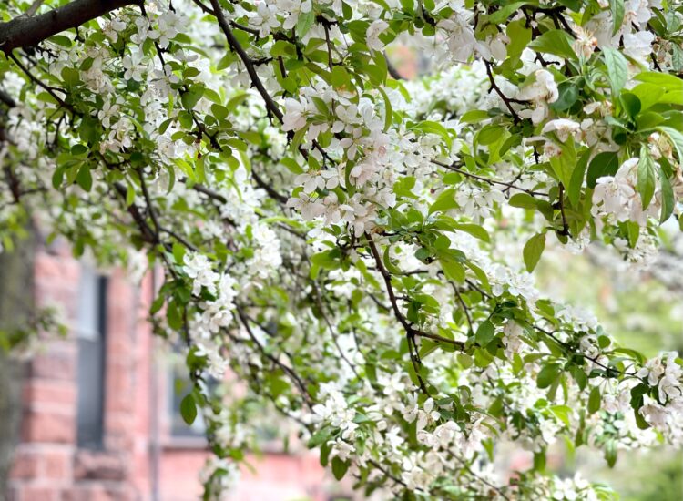 Little Love Notes and Boston in the Spring - Back Bay - GLITTERINC.COM