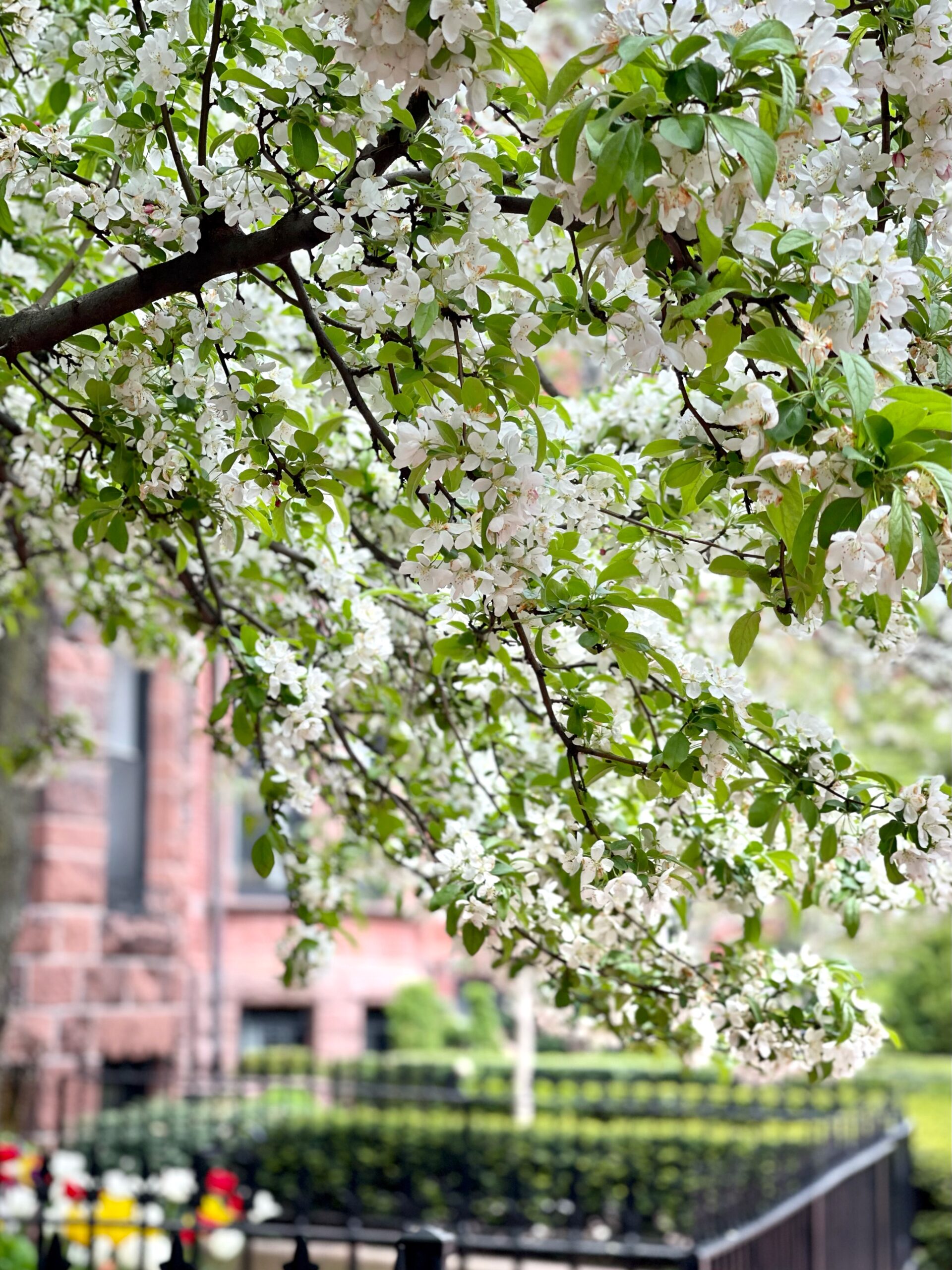 outdoor plants and flowers Mother's Day Weekend Plans