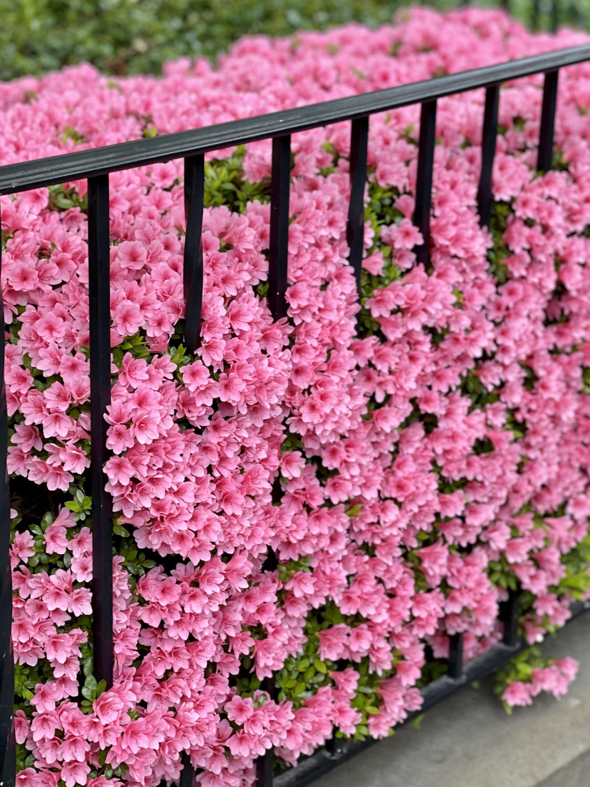 pink flowers in the frontyard Mother's Day Weekend Plans