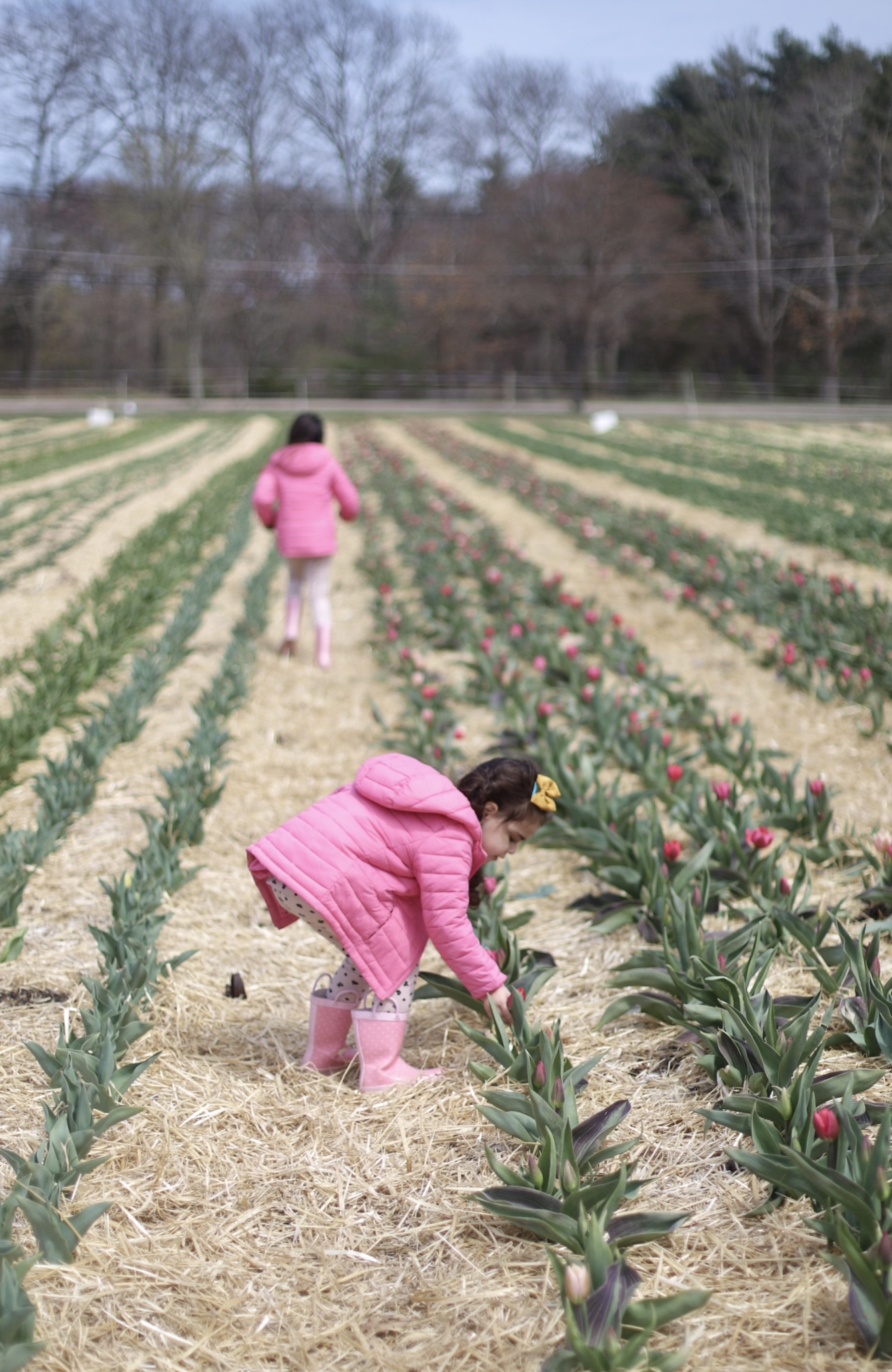 Exploring Boston in the Spring: Picking Tulips at Ward’s Berry Farm