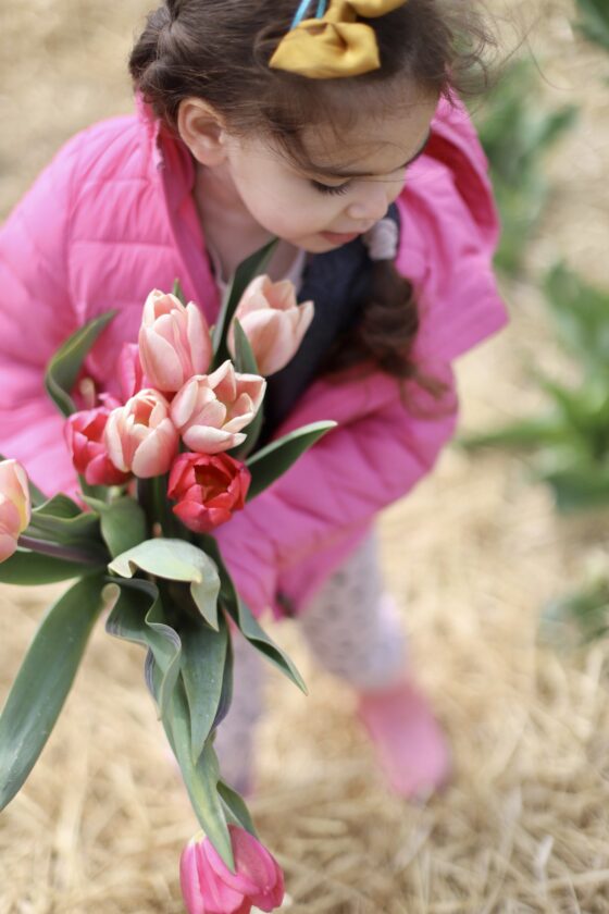 kid Picking Tulips at Ward’s Berry Farm
