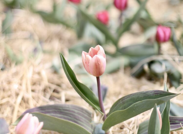 Exploring Boston in the Spring: Picking Tulips at Ward’s Berry Farm